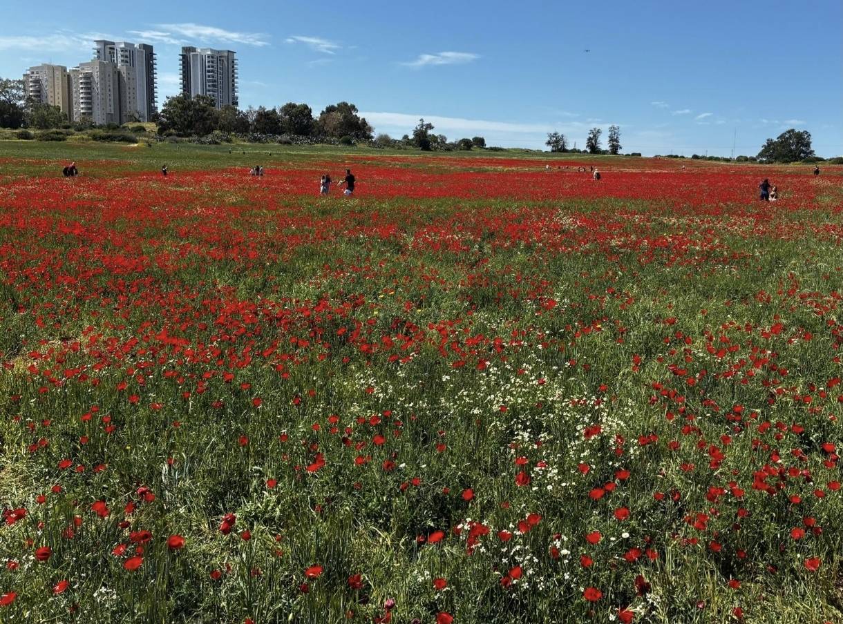 flowers somewhere in israel